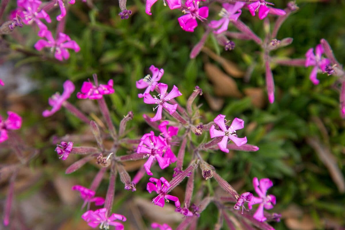 Silene