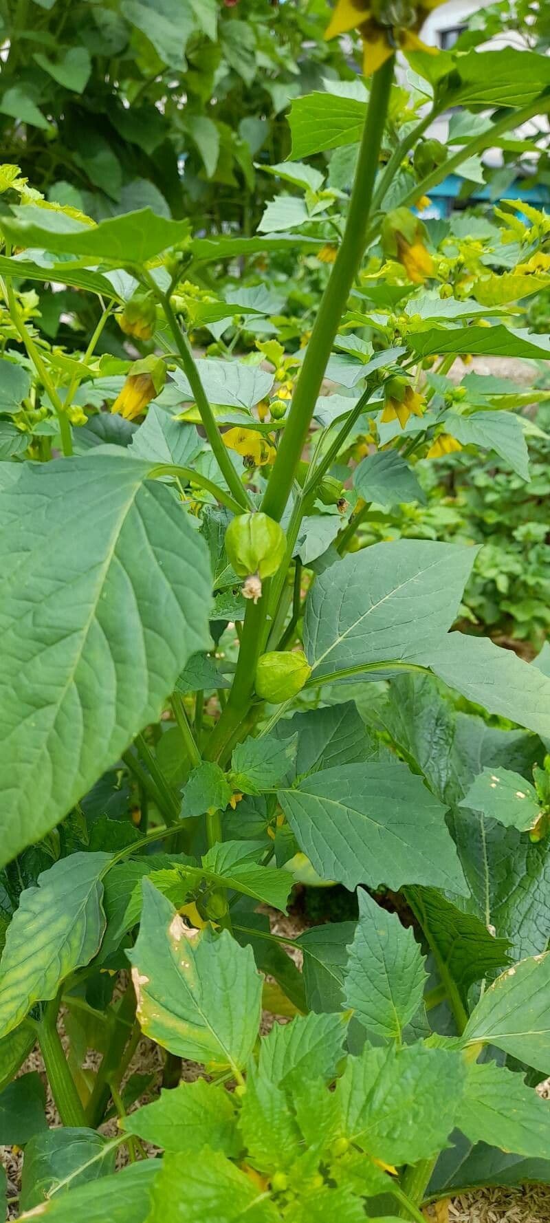 Moruše physalis 10