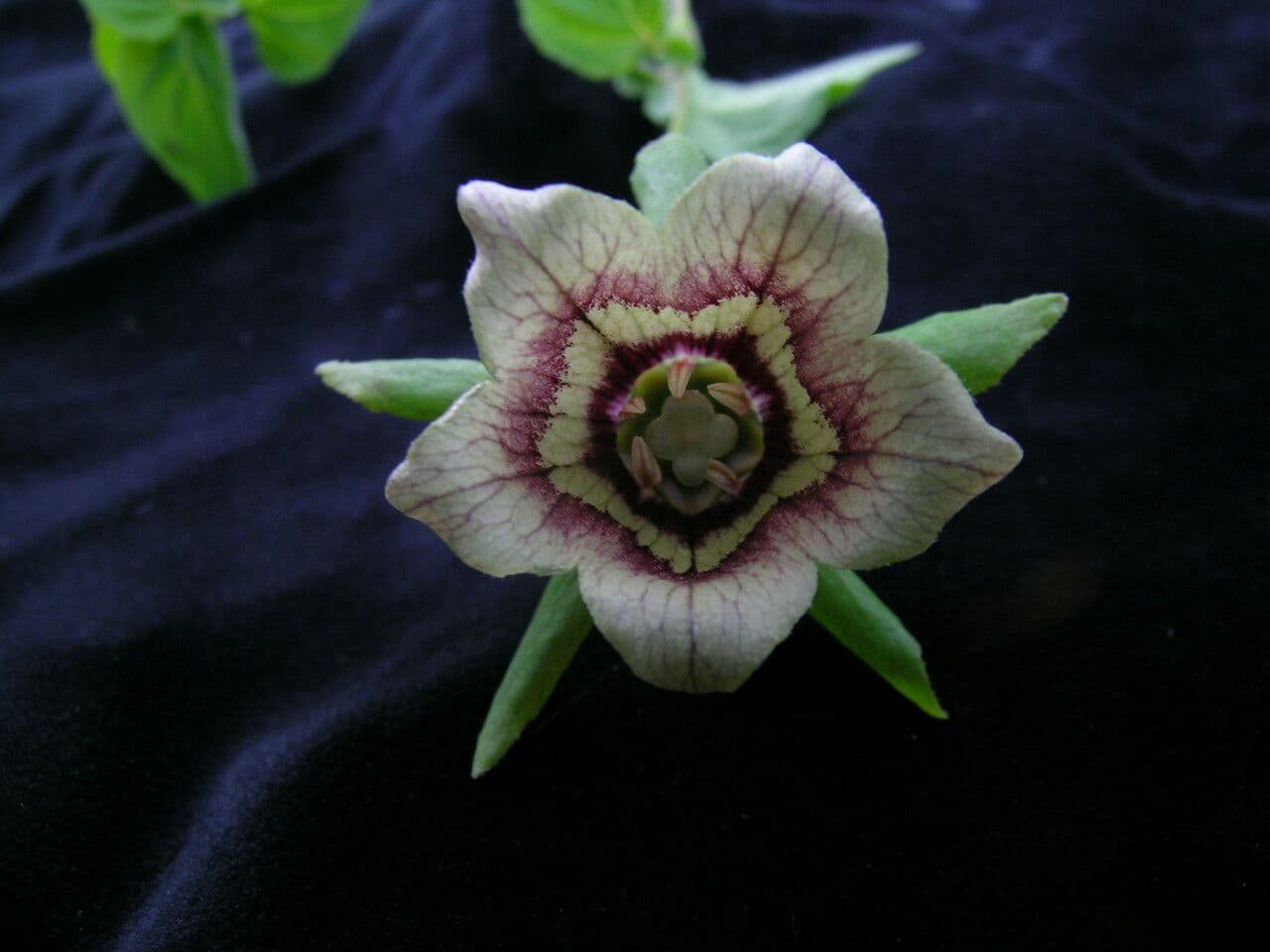 Codonopsis 3