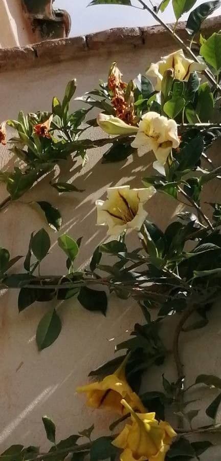 Kelchblume 12