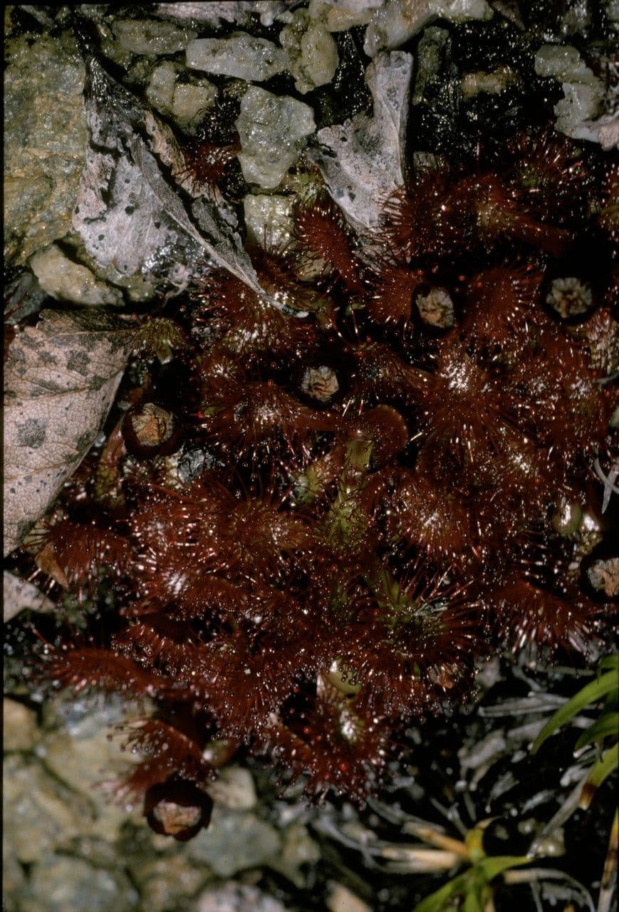 Drosera 6