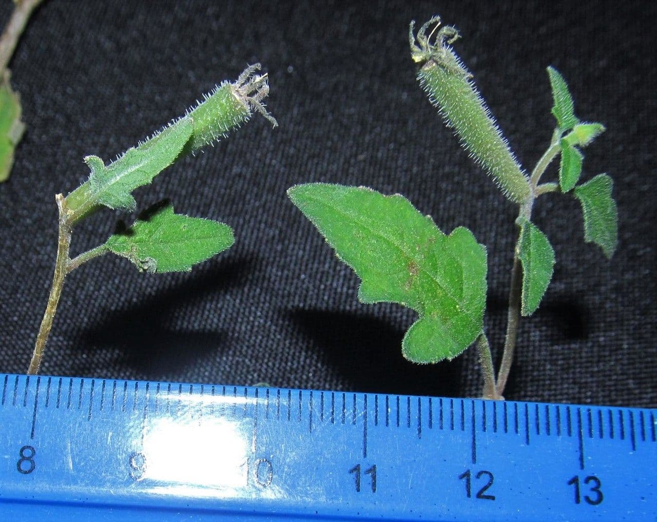 Mentzelia aspra 18