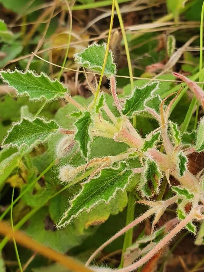 Monsonia 6