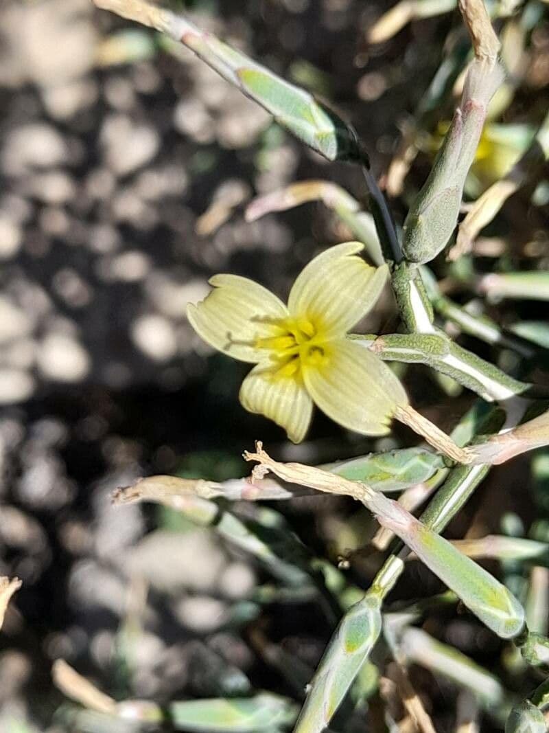 Lattuga orientale 2