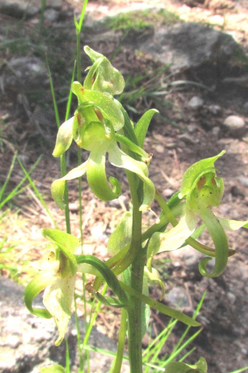 Platanthera algerina 7