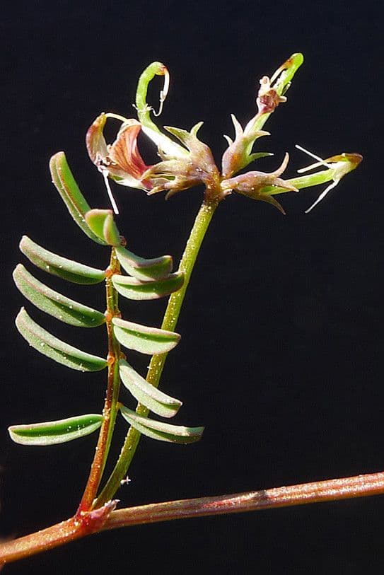 Ipocrepidi ciliata 21