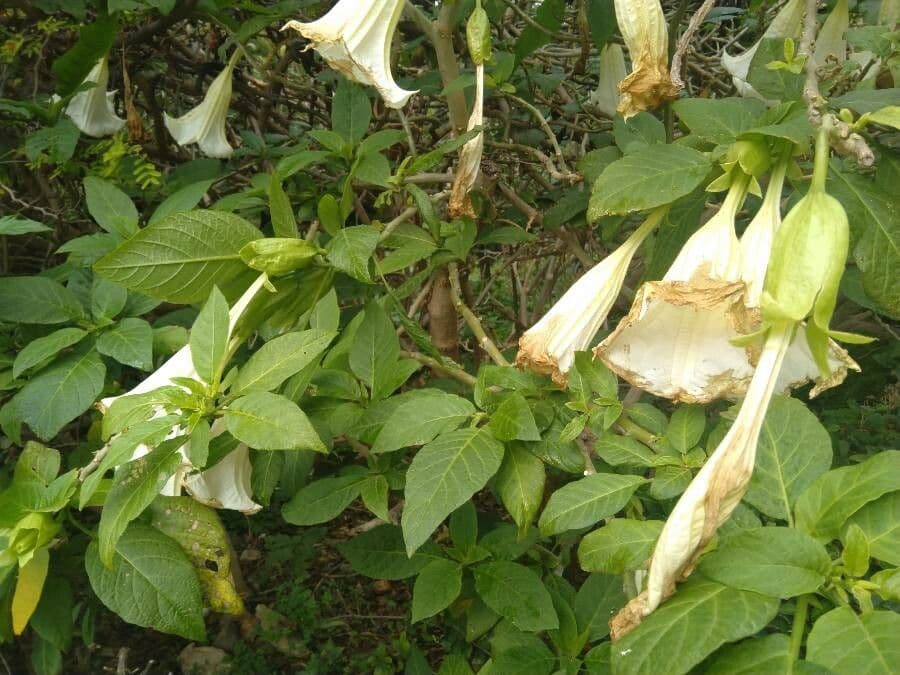 Datura 18