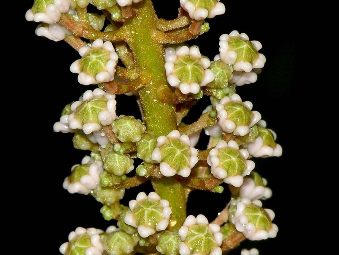 Spachea 22