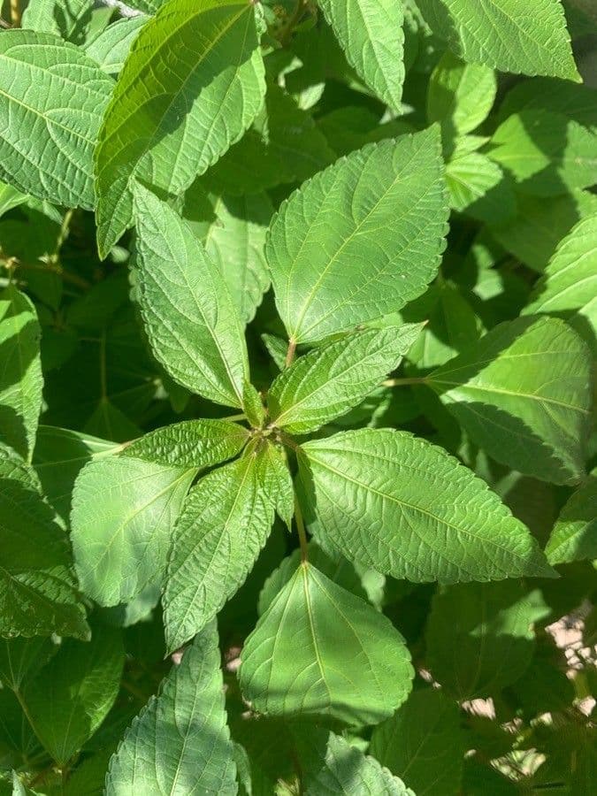Boechmeria 18