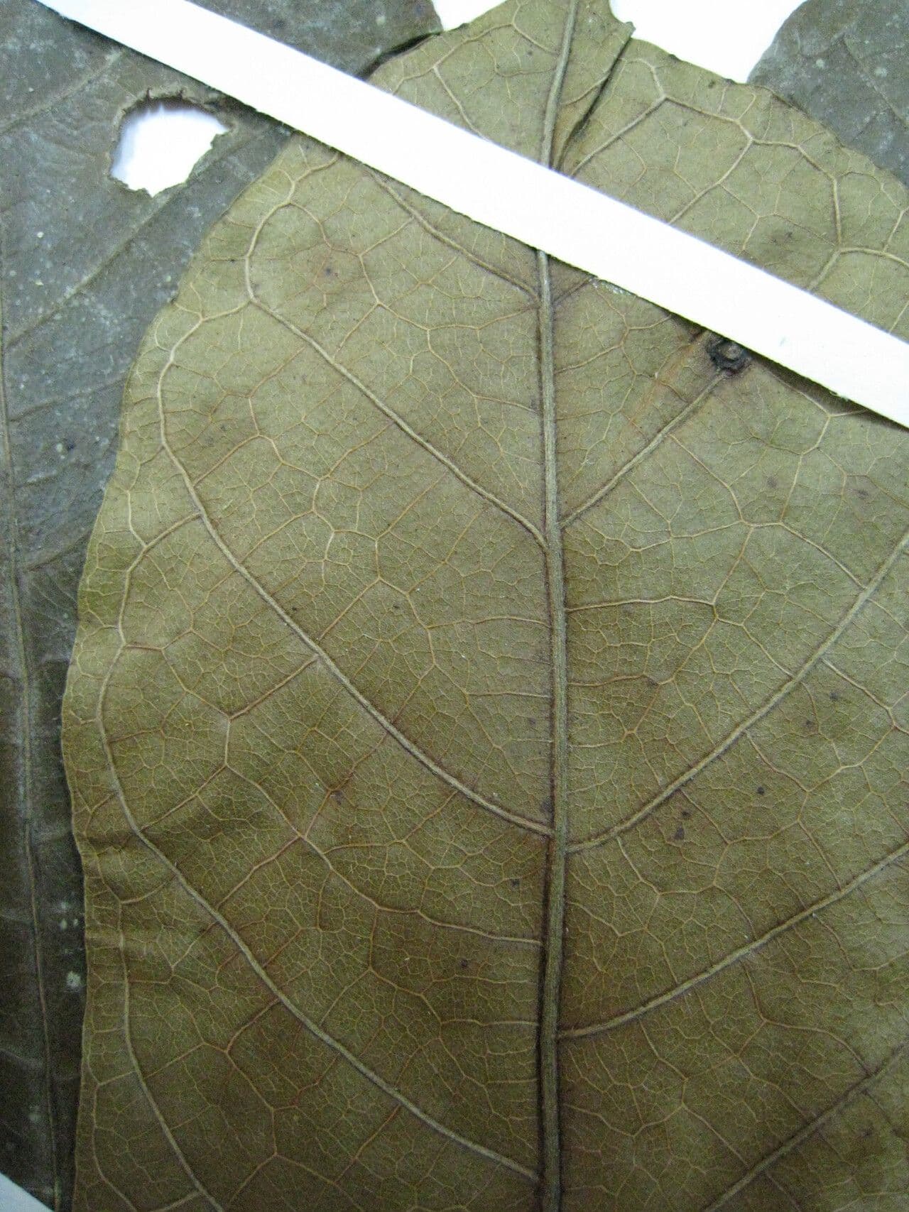Batocarpus 6