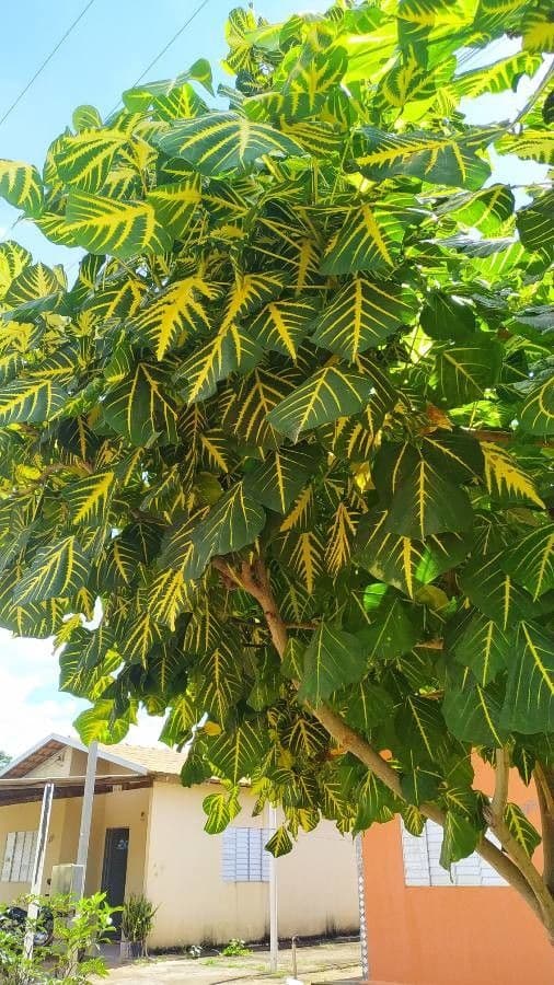 Eritrina variegata 15