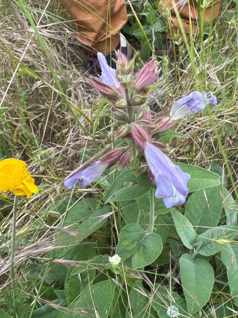 Salvia 3