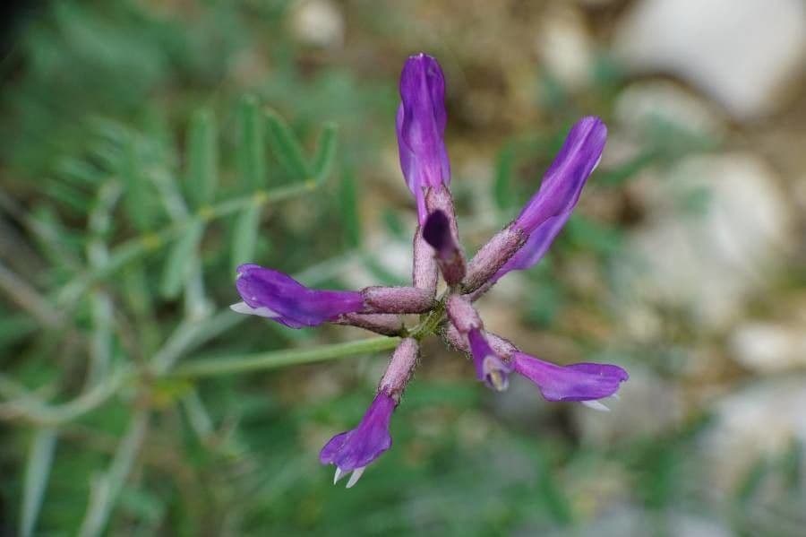 Astragalus onobrychis 3