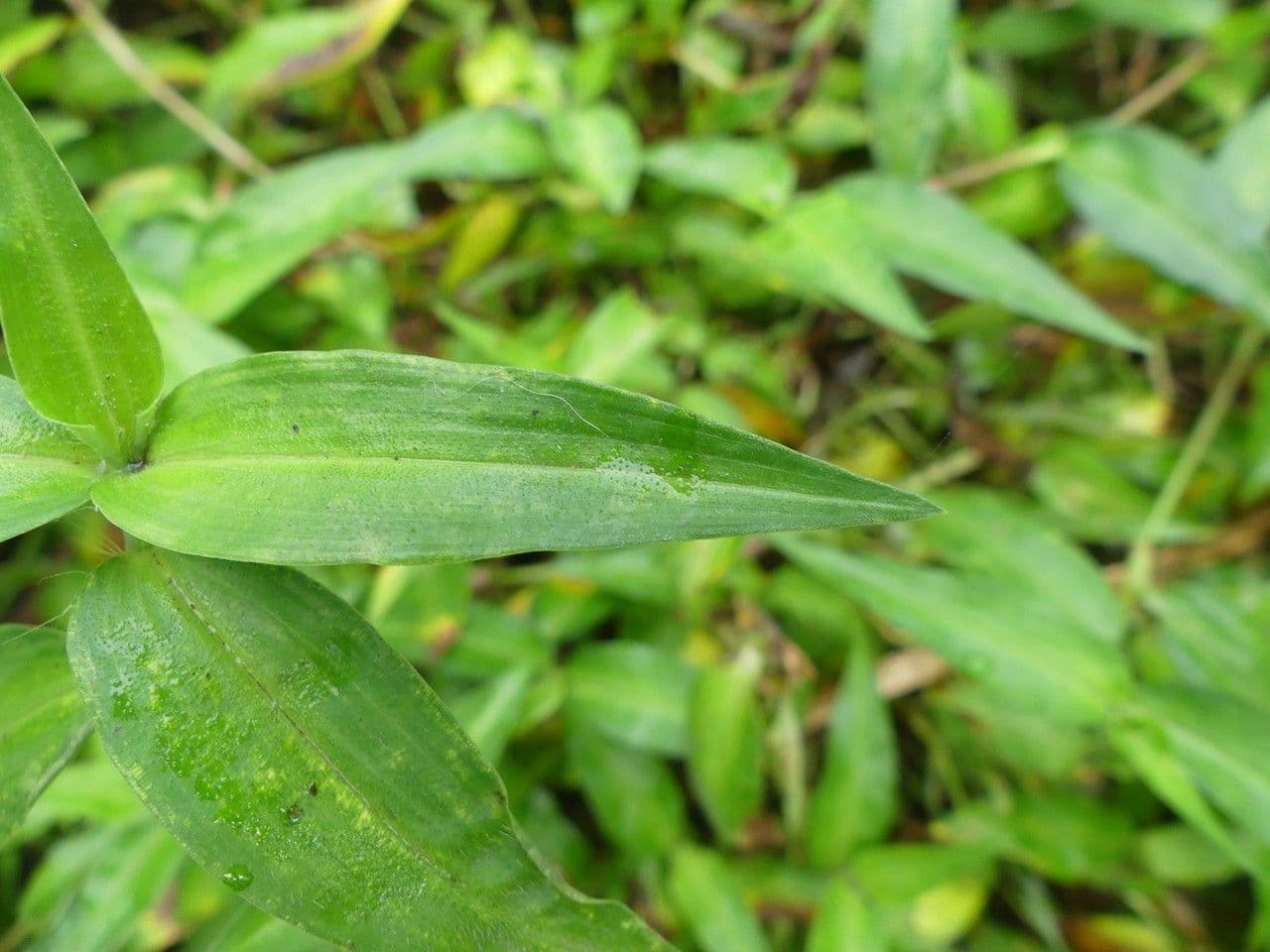 Commelina 13