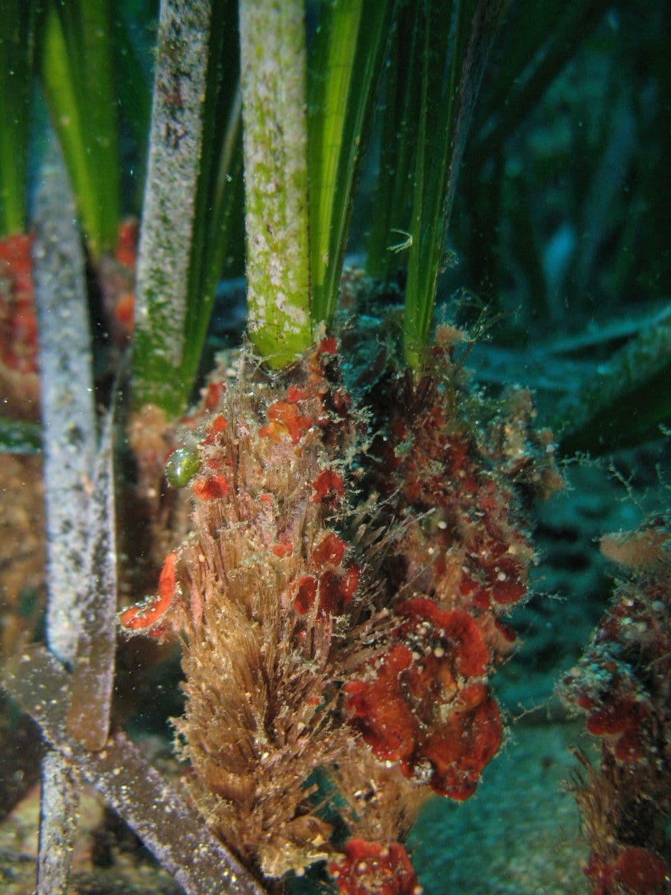 Posidonie mořská 20