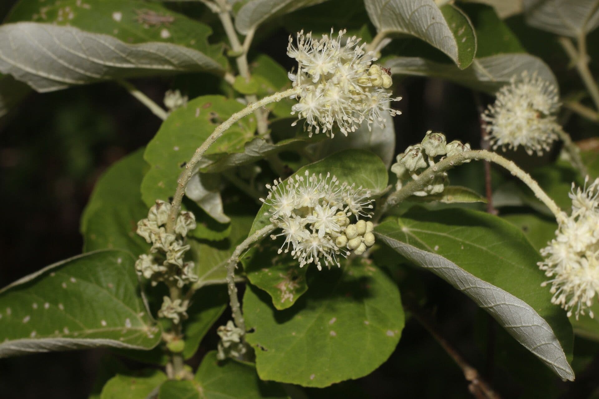 Croton 7