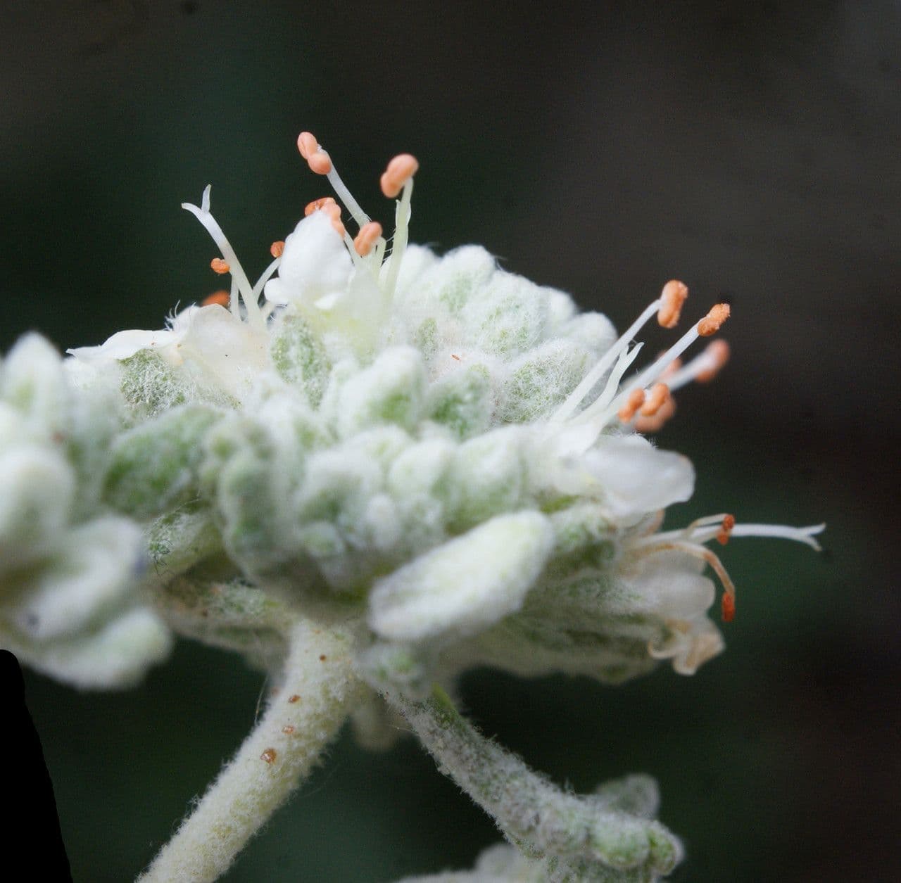 Teucrium 4