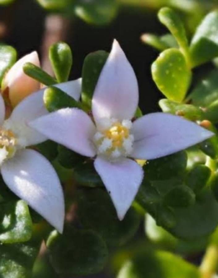 Boronia algida