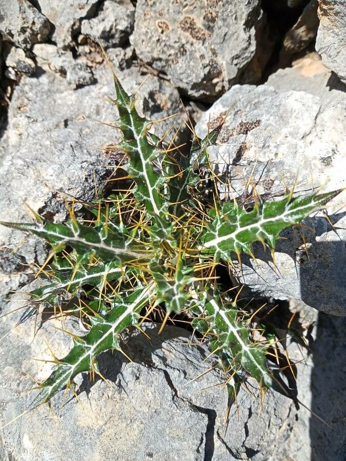 Ptilostemon 14