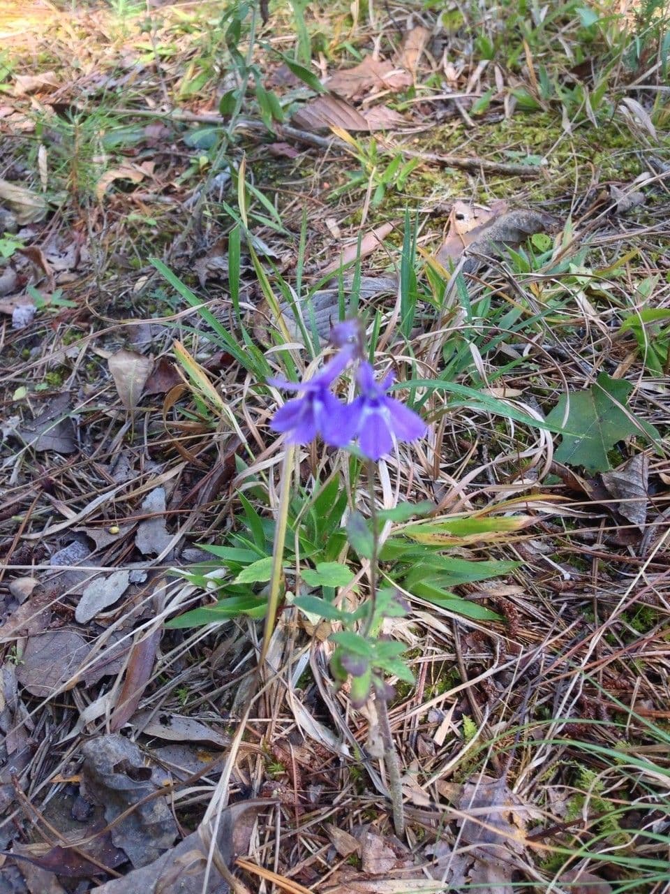 Lobelia puberula 7