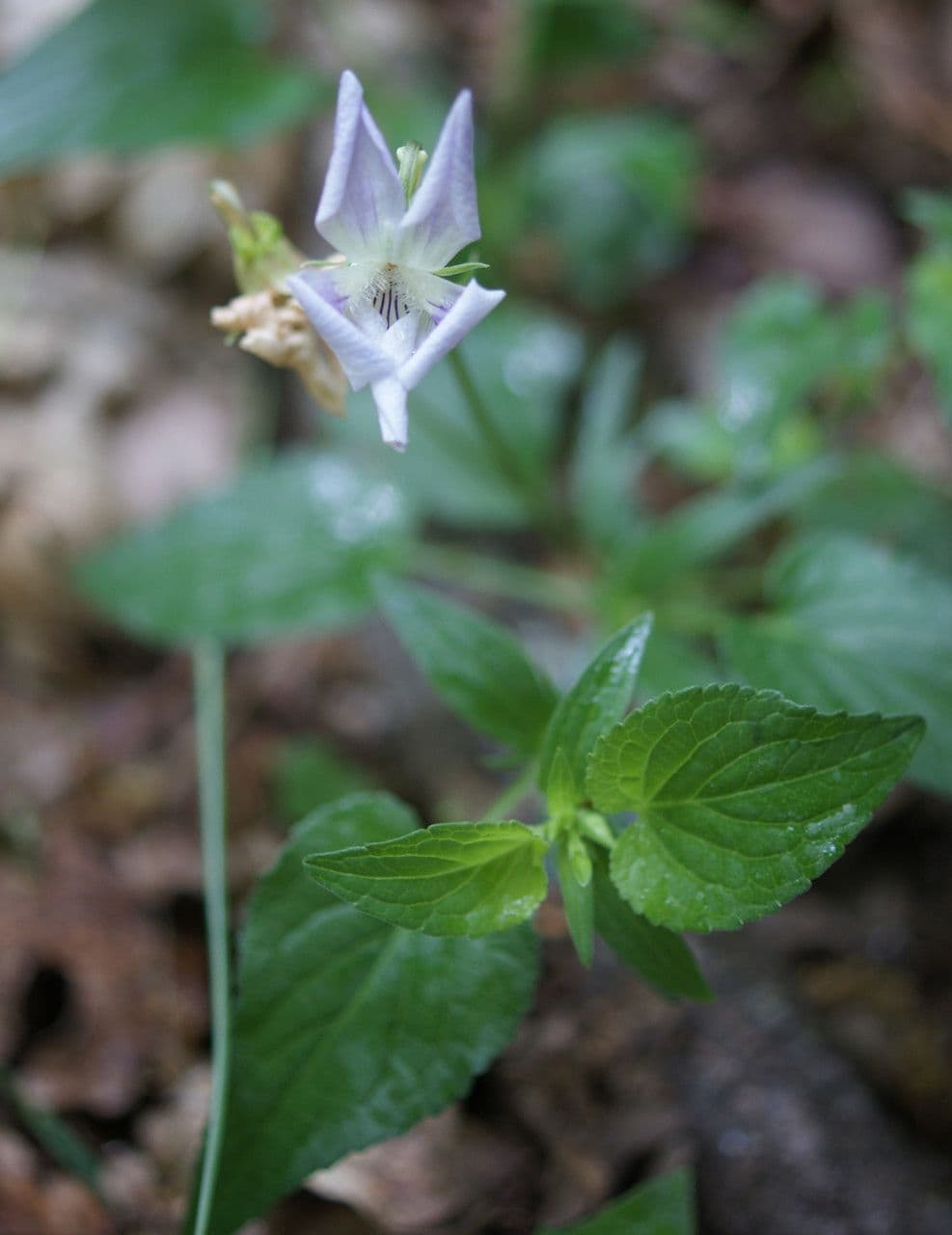 Viola 8