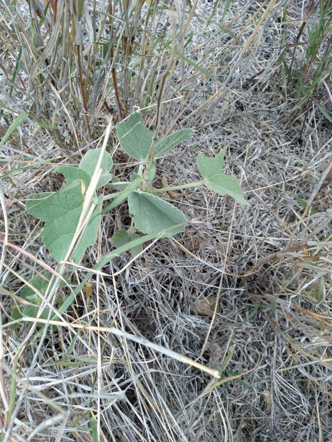 Abutilon 20