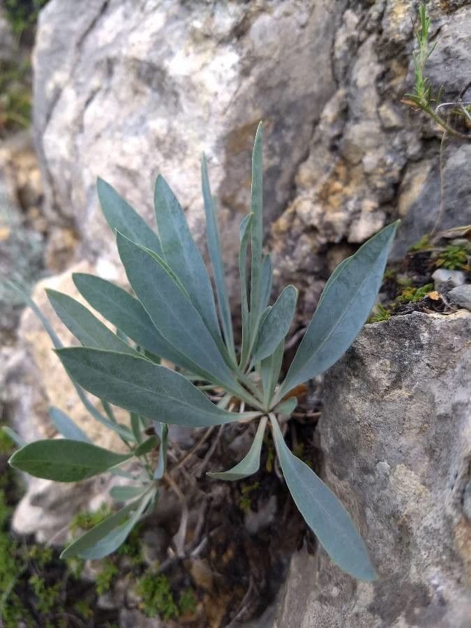 Bupleurum angulosum 13