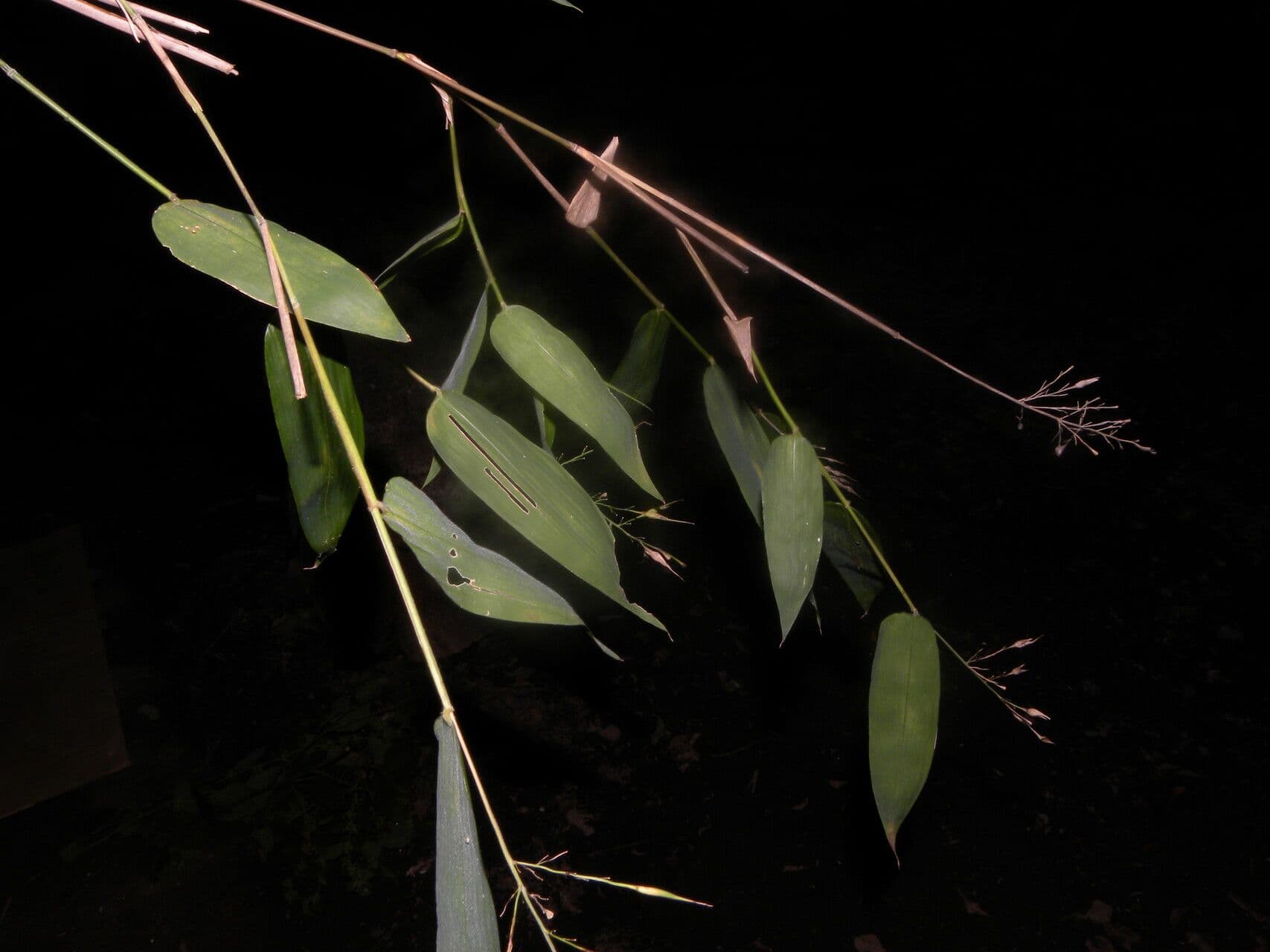 Olyra latifolia 10
