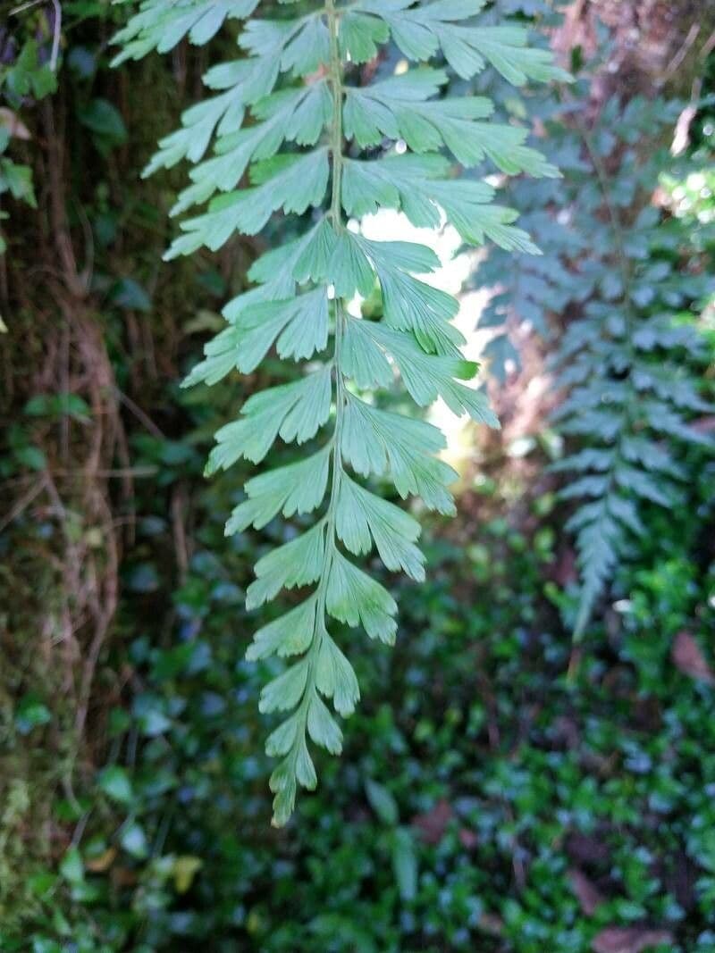 Asplenium praemorsum 3
