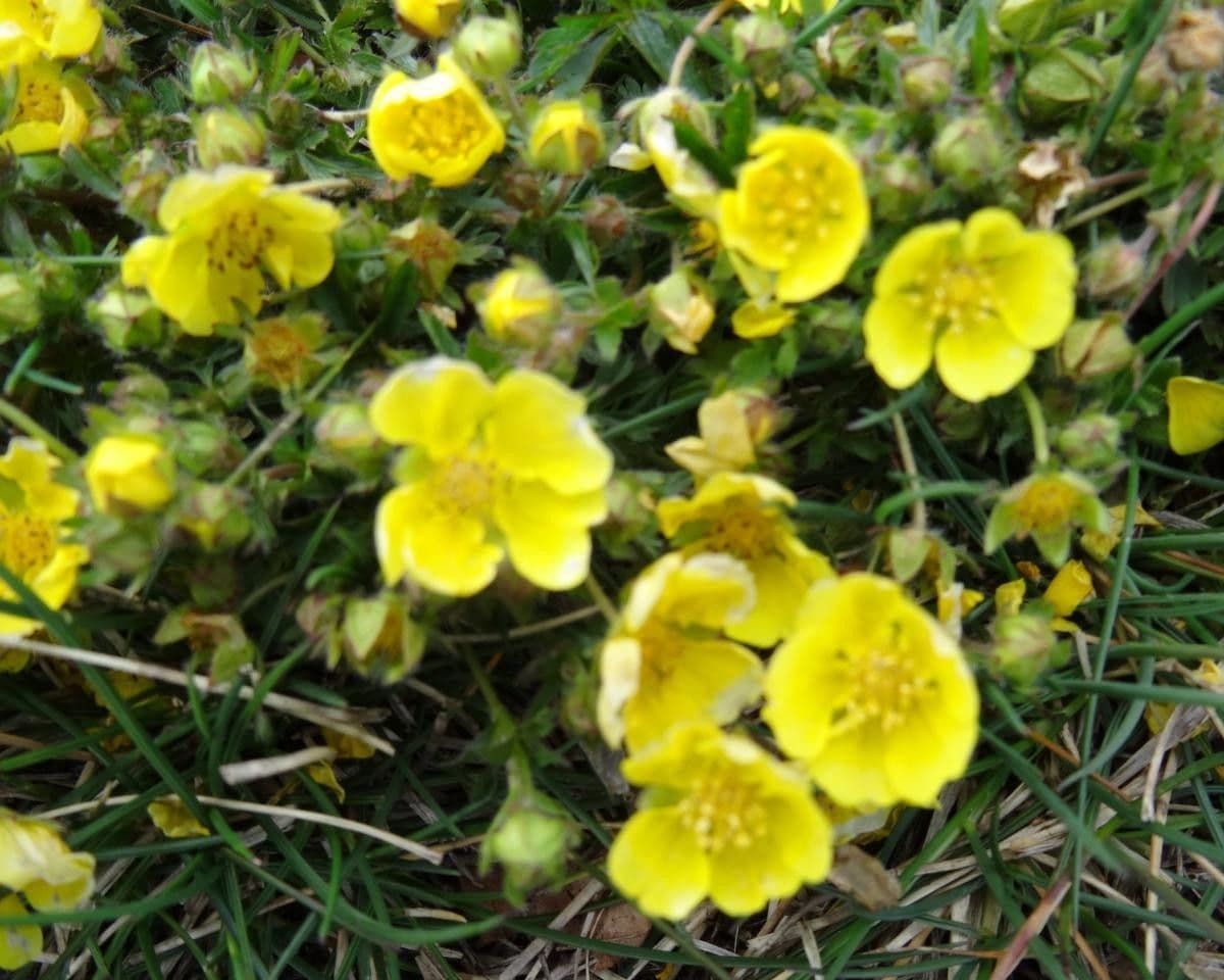 Potentilla eptafilla 2