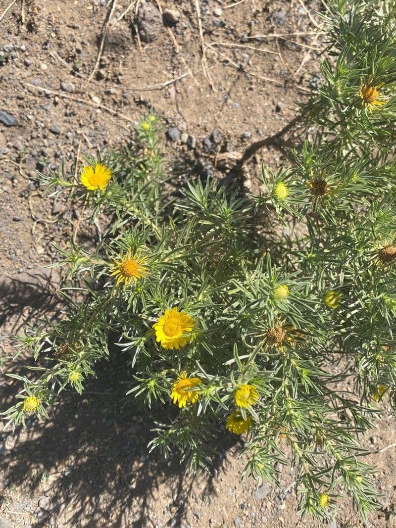 Asteriscus odorant 2