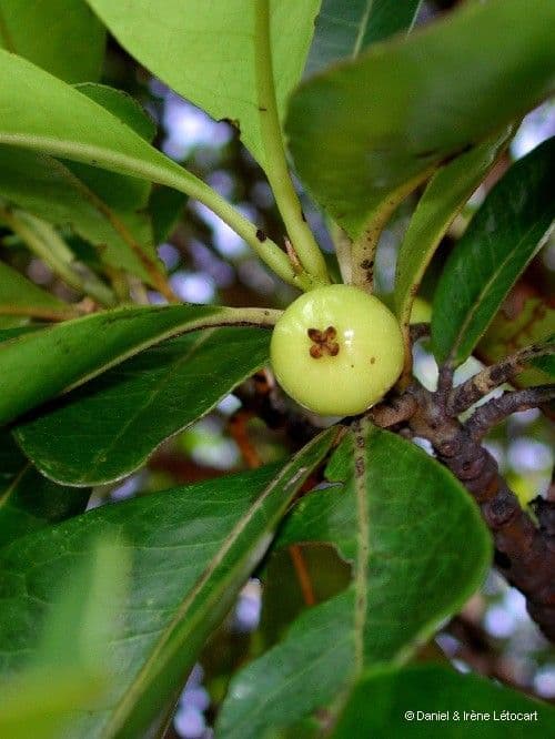 Austrobuxus 2