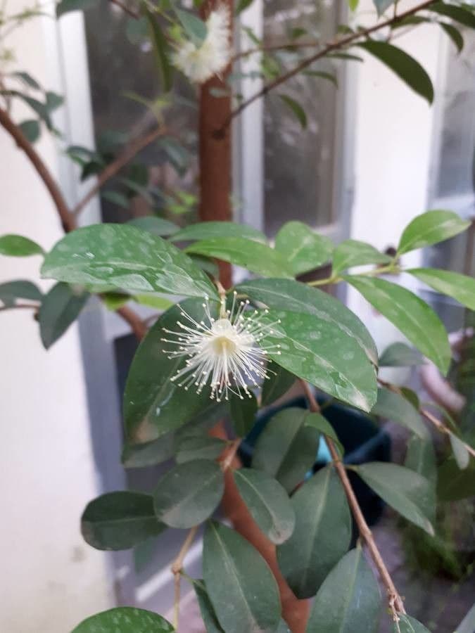 Eugenia 8