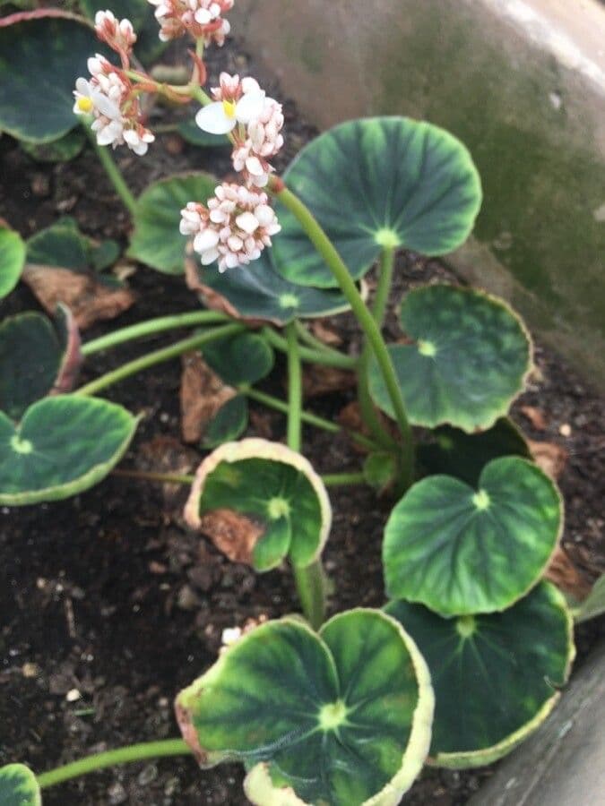 Begonia 2
