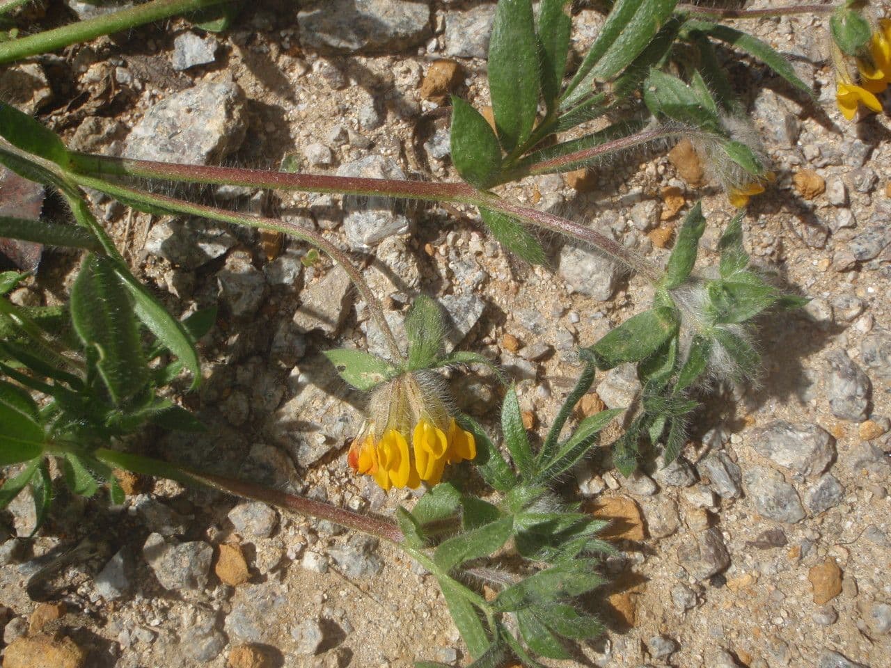 Anthyllis 7