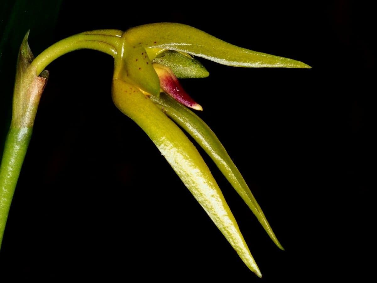 Bulbophyllum 2