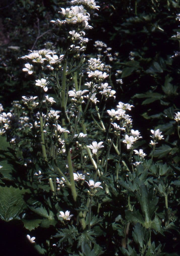 Geranienblättrige Steinbrech 10