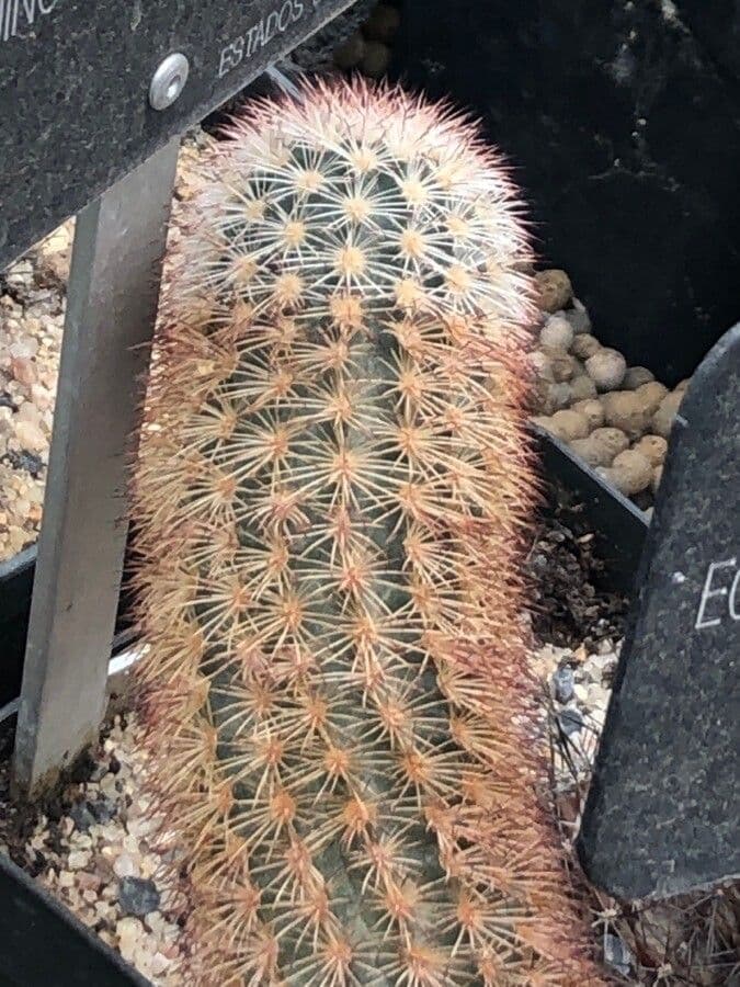 Echinocereus 13