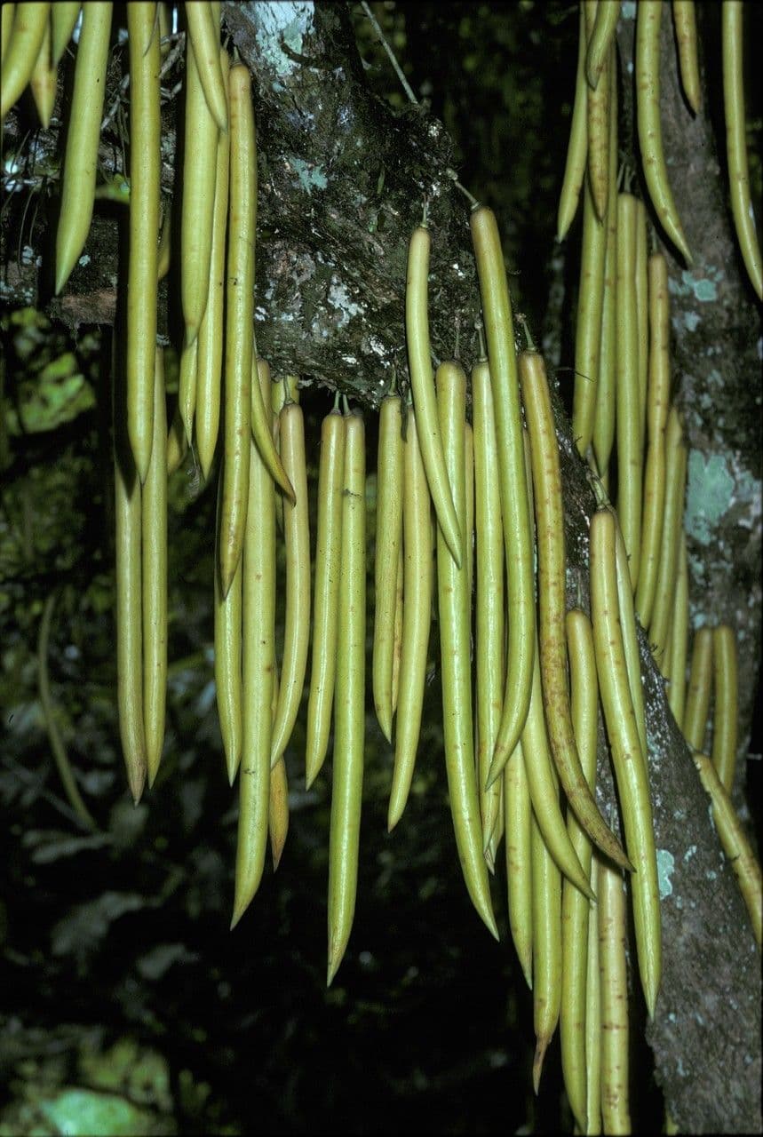 Parmentiera