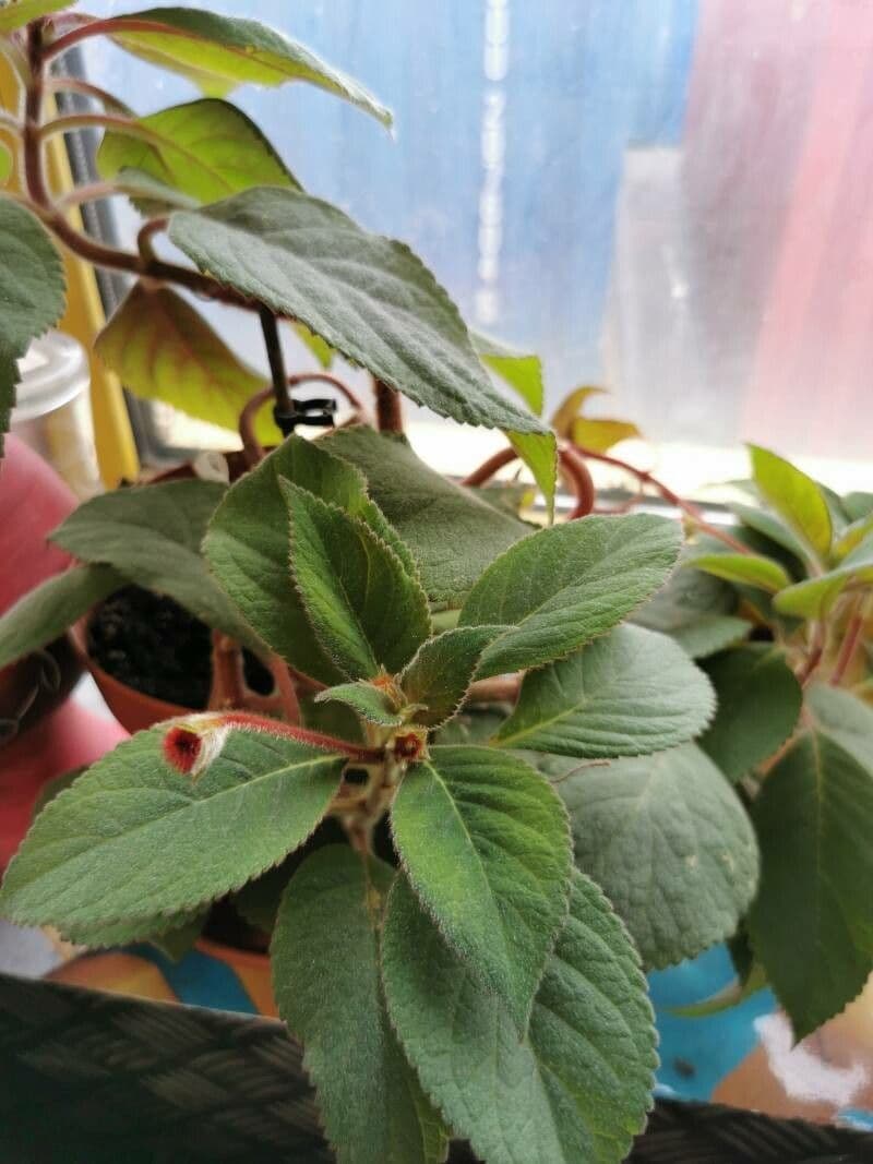 Kohleria 11