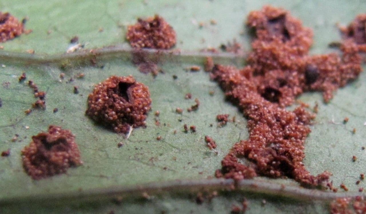 Tectaria heracleifolia