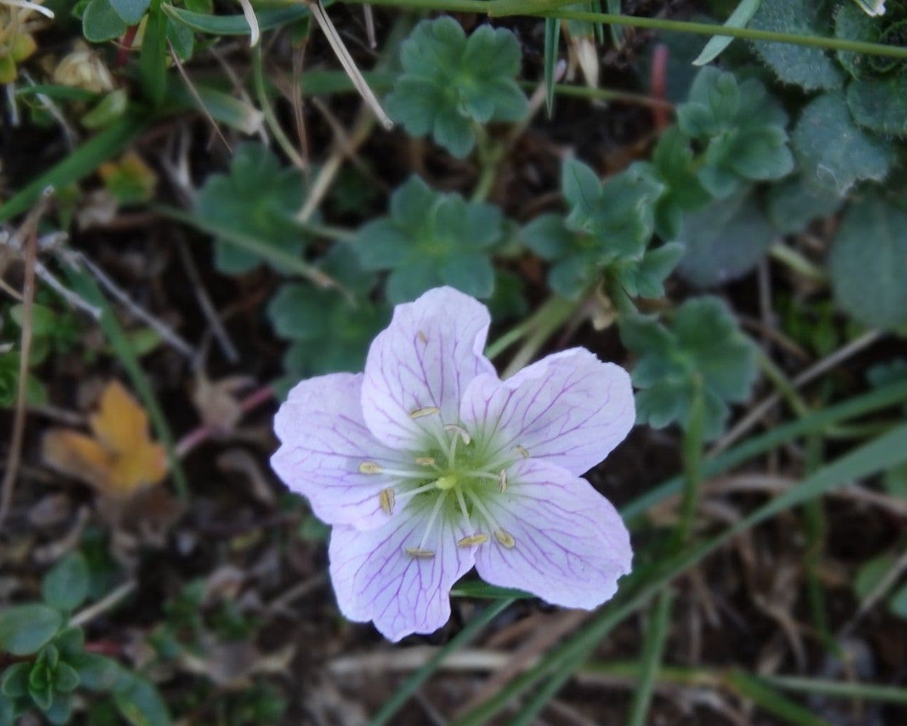 Grauer Storchschnabel 11