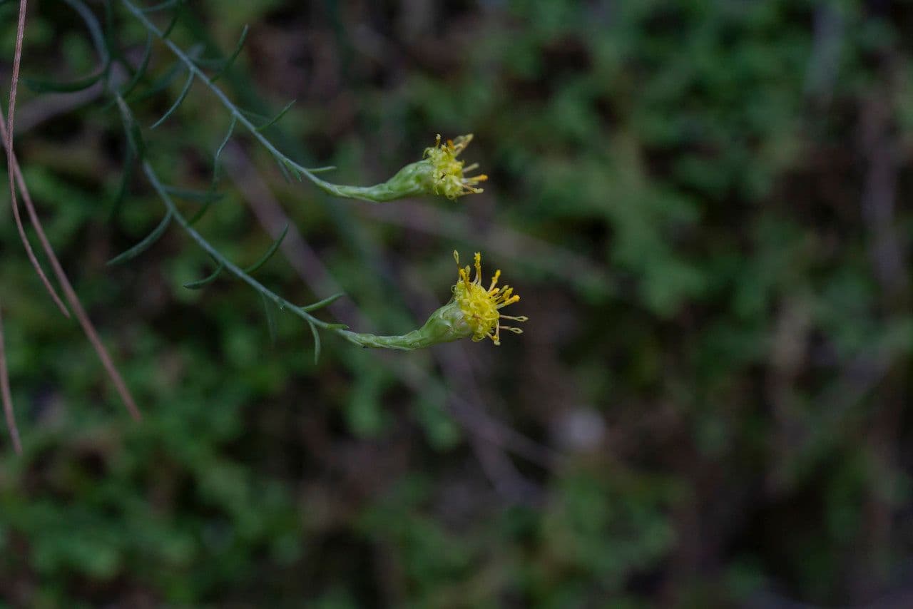 Áster cretense 3