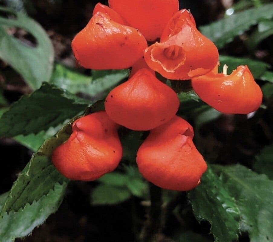 Gasteranthus