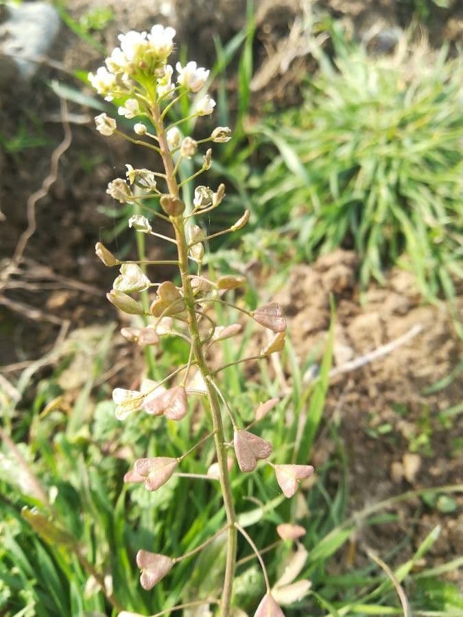 Lepidium 18