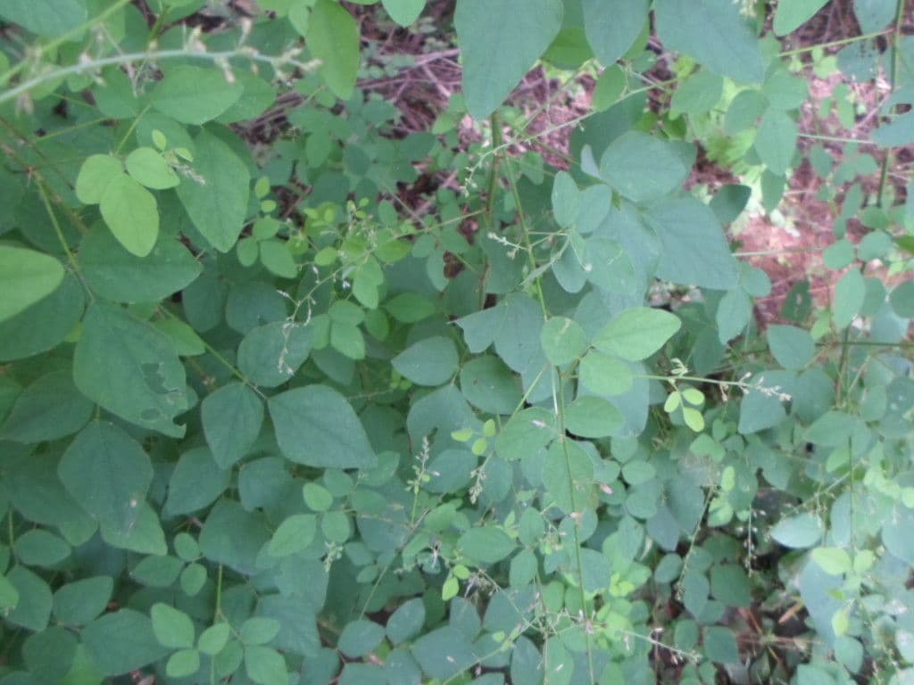 Desmodium
