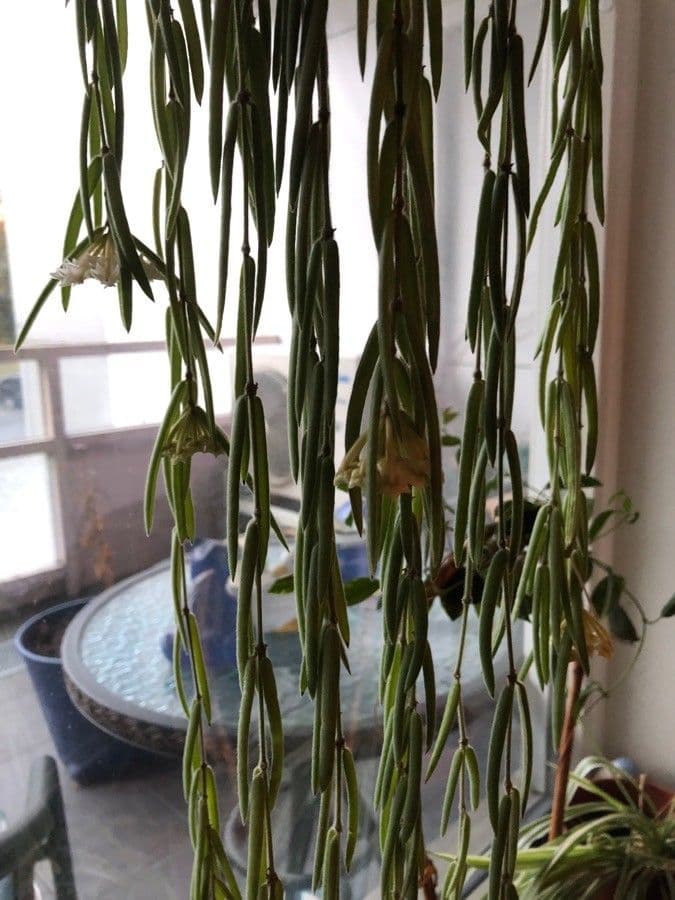 Hoya 4