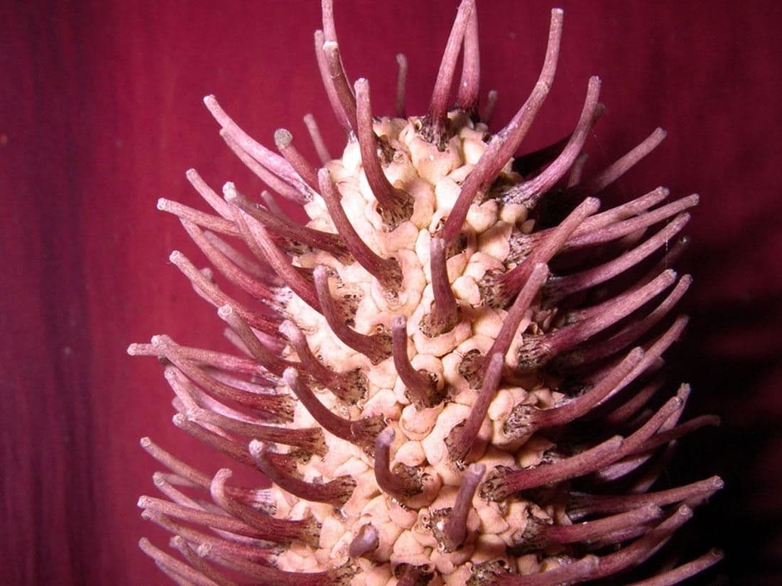 Dracontium 2