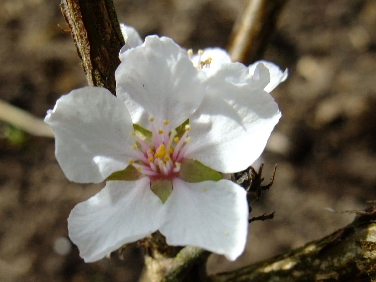 Prunus tomentosa 6