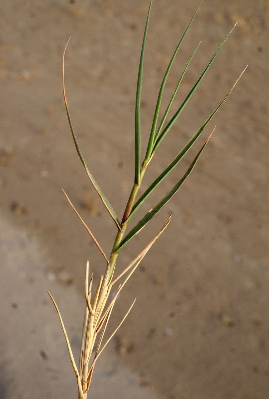 Aeluropus 17
